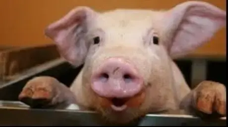 MADR consultă publicul pe marginea ajutorului de 20 de euro pentru fiecare porc