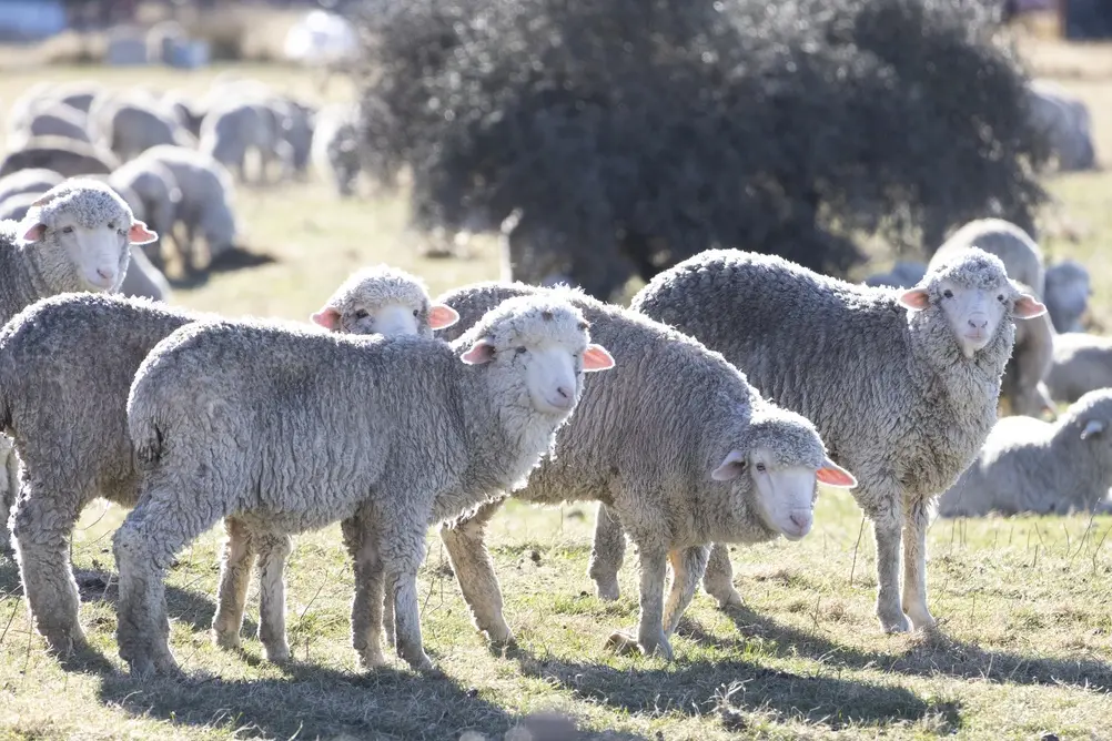 Vaccinare obligatorie pentru ovine și caprine: UE a blocat exporturile, România primește 1,3 milioane de doze