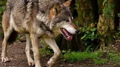 Animalele sălbatice amenință locuitorii din Târgu Jiu