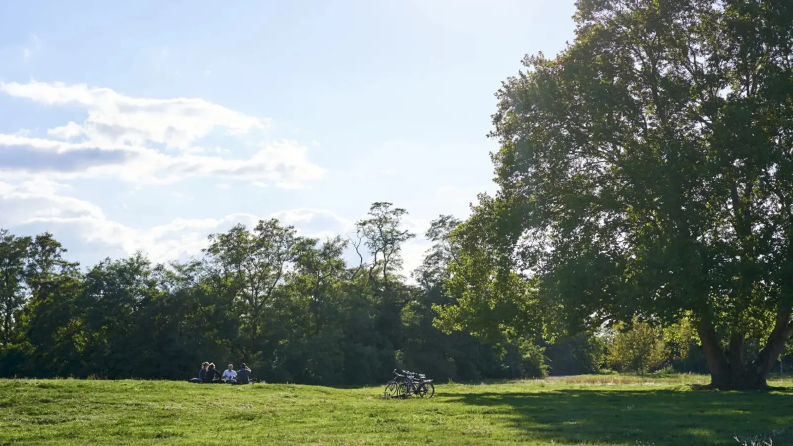 Comisia pentru ancheta Parcului Pallady, respinsă în Consiliul Local S3