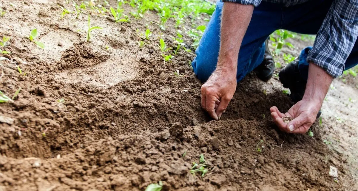 Tánczos Barna: rectificarea bugetară a costat agricultura 400 de milioane de lei