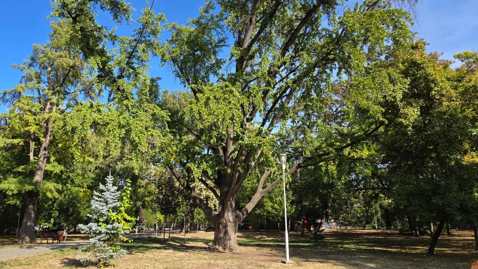 Timișoara începe inventarierea arborilor cu povești, printre primii 12 se află un Ginkgo biloba al familiei Mühle